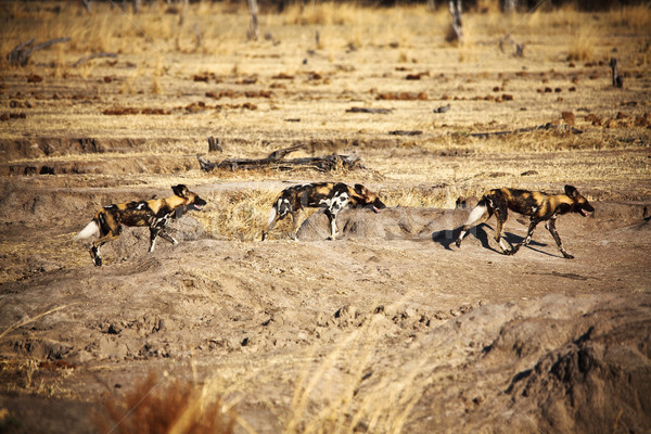 Lycaon pictus african wild dogs Stock photo © tiero