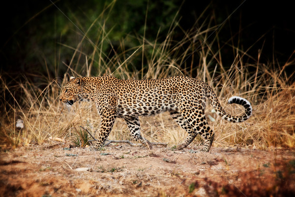 leopard Stock photo © tiero