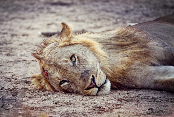 wild lion portrait Stock photo © tiero