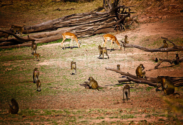 impala and baboon Stock photo © tiero