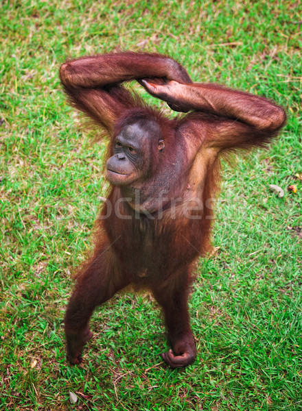 Stock photo: orangutang portrait
