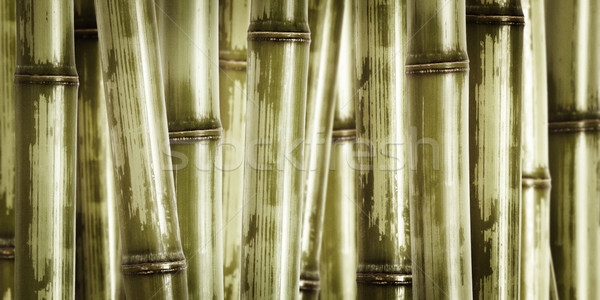 wide hard bamboo background Stock photo © tiero