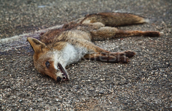 dead fox on asphalt Stock photo © tiero