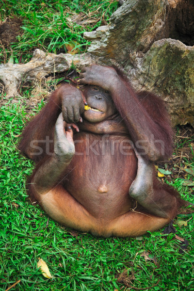 Stock photo: orangutang portrait