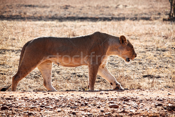 Park Zambia afrika hoofd dier Geel Stockfoto © tiero