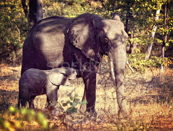 elephants Stock photo © tiero