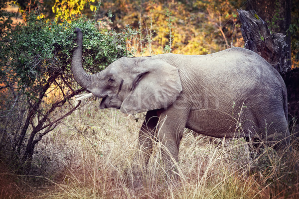elephant Stock photo © tiero