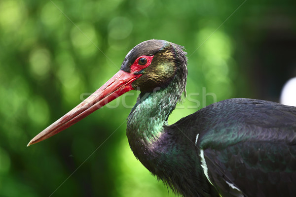 Ciconia nigra Stock photo © tiero