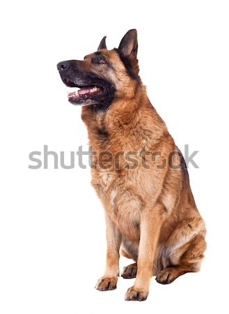 Cioban portret câine poliţie tineri căţeluş Imagine de stoc © tiero