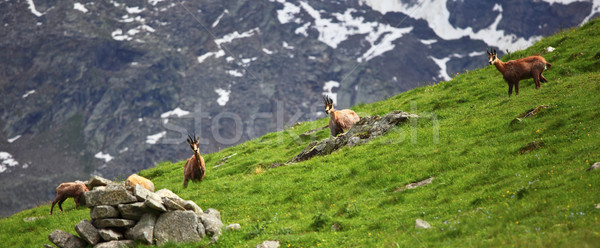 wild chamois on alps Stock photo © tiero