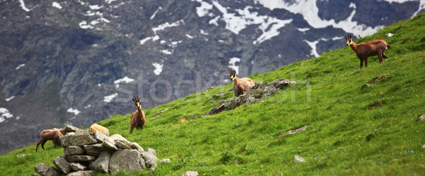 Gamuza alpes italiano montana rock Foto stock © tiero