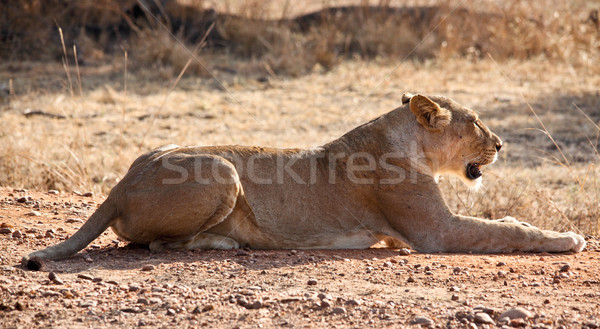 lioness portrait Stock photo © tiero