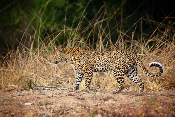 leopard portrait Stock photo © tiero