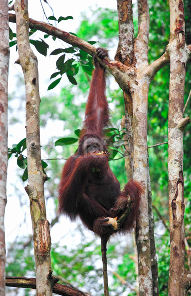 orangutanf in rainforest Stock photo © tiero
