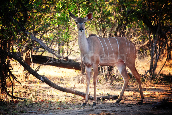 kudu portrait Stock photo © tiero