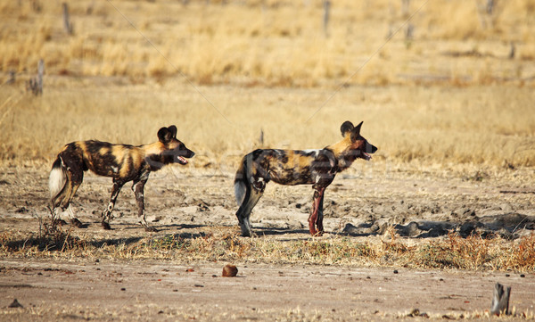 Afryki psów parku Zambia żółty Zdjęcia stock © tiero