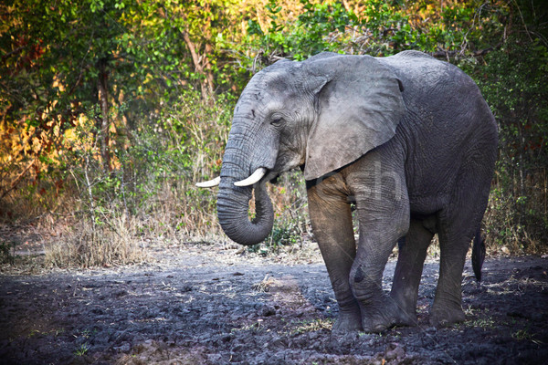 elephant portrait Stock photo © tiero