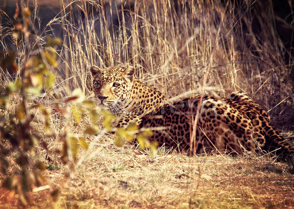 Leopard portret parku Zambia twarz kot Zdjęcia stock © tiero