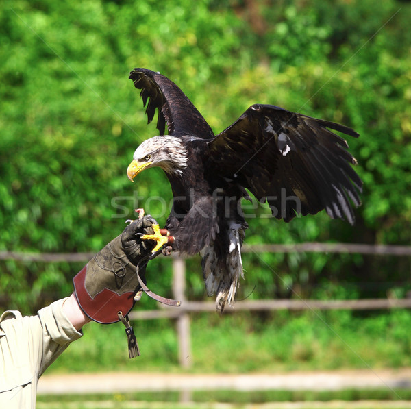 bald eagle background Stock photo © tiero