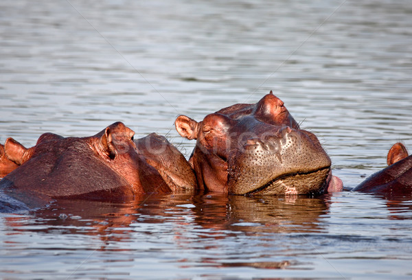 sleeping hippo Stock photo © tiero