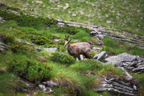 wild chamois on alps Stock photo © tiero