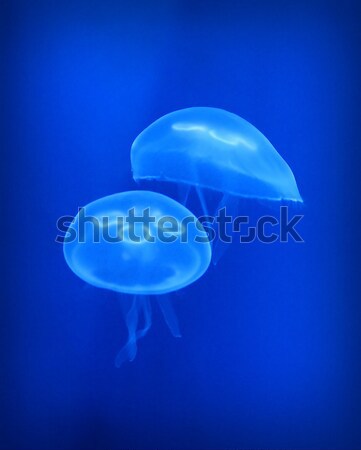 Qualle Bild blau Ozean Leben Schönheit Stock foto © tiero