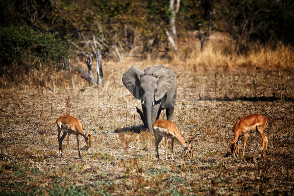 elephant and impala Stock photo © tiero