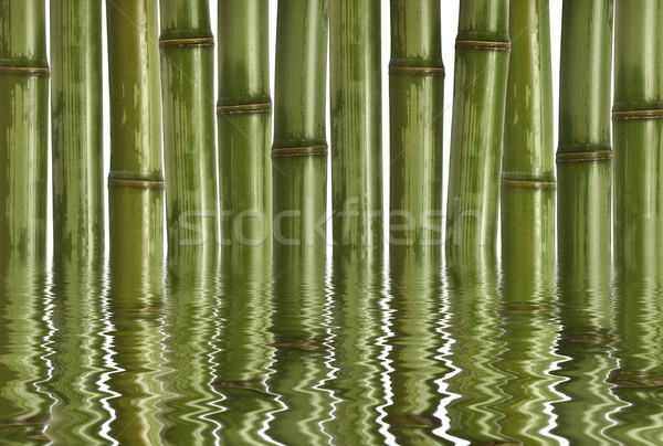 Bambù immagine diverso natura albero primavera Foto d'archivio © tiero