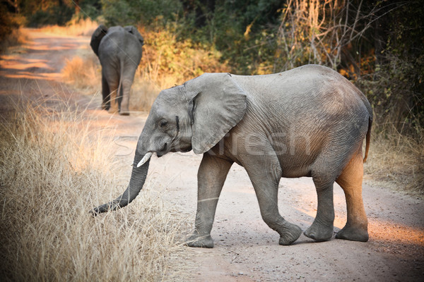 wild elephants Stock photo © tiero