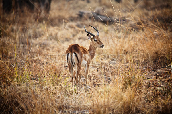 impala Stock photo © tiero