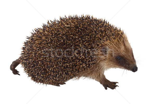 European Hedgehog Stock photo © tiero