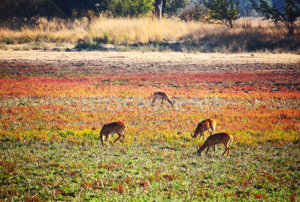 impala in wild Stock photo © tiero