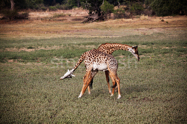 fighting giraffe Stock photo © tiero