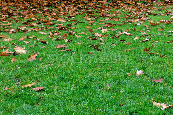 green lawn and dry leaf Stock photo © tiero