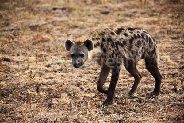 spotted hyena Stock photo © tiero