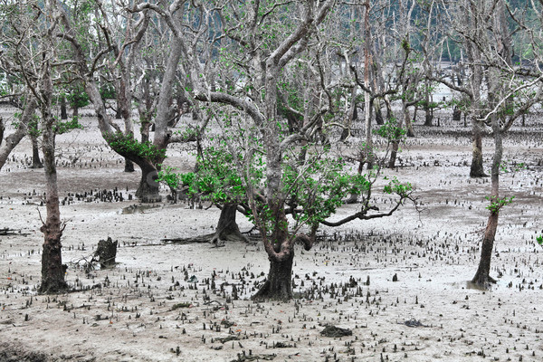 公園 樹 海灘 樹 性質 海 商業照片 © tiero