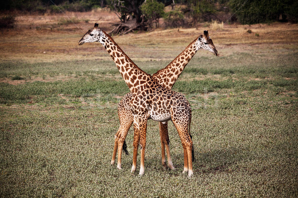żyrafa parku Zambia Afryki safari Zdjęcia stock © tiero