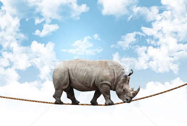 Stock photo: acrobat rhino