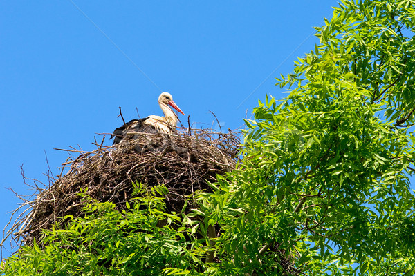 Cigogne nid arbre printemps maison été [[stock_photo]] © timbrk