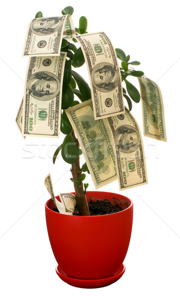 Monetar copac dolari crestere izolat alb Imagine de stoc © timbrk