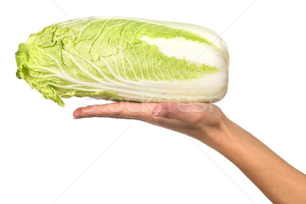 Cabbage on the hand Stock photo © timbrk
