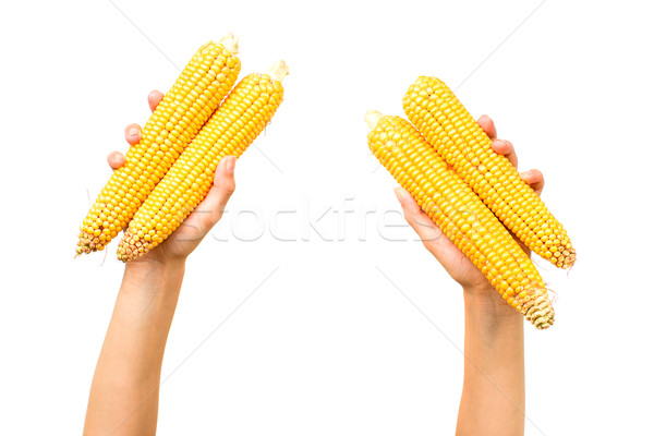 Corn Stock photo © timbrk