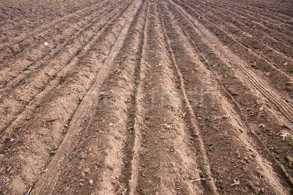 Ploughed field Stock photo © timbrk