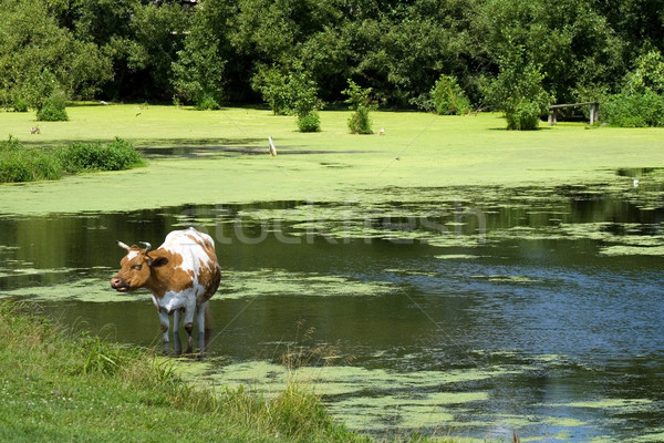 Kuh Speichern Wärme Teich Wasser Sommer Stock foto © timbrk