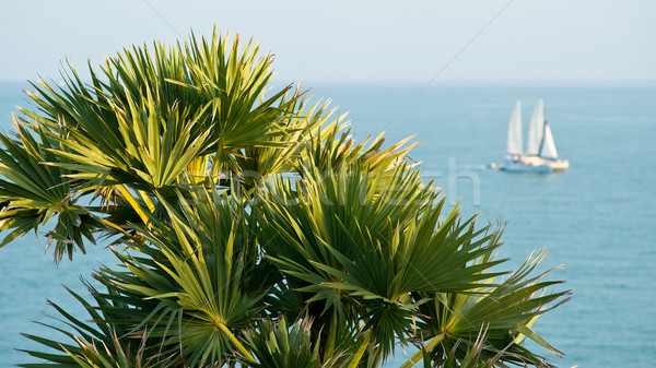 [[stock_photo]]: Palm · voile · bateau · mer · arbre · feuille