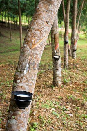 Rubber trees Stock photo © timbrk