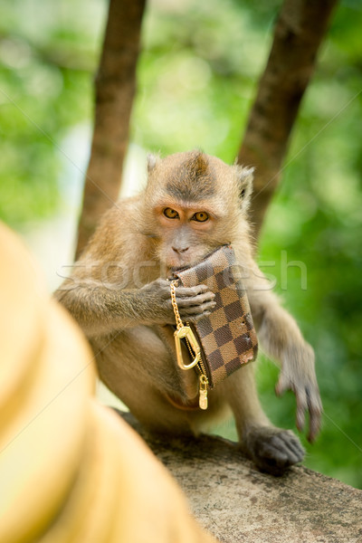 Maymun hırsızlık çalıntı çanta göz Stok fotoğraf © timbrk