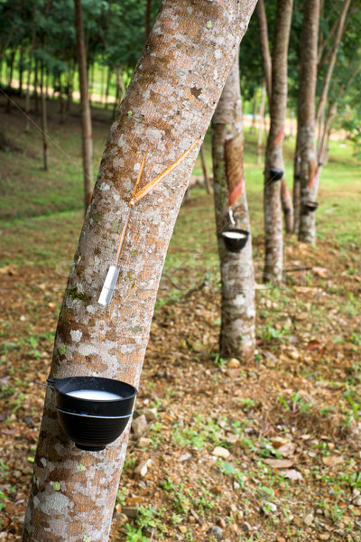 Plantation of rubber trees Stock photo © timbrk