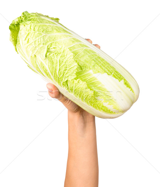 Hand holding cabbage Stock photo © timbrk