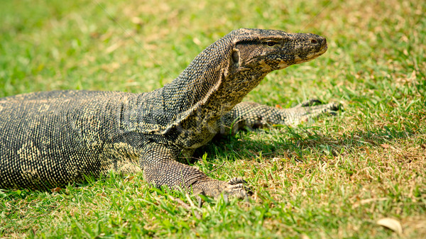 Sauvage suivre lézard herbe [[stock_photo]] © timbrk